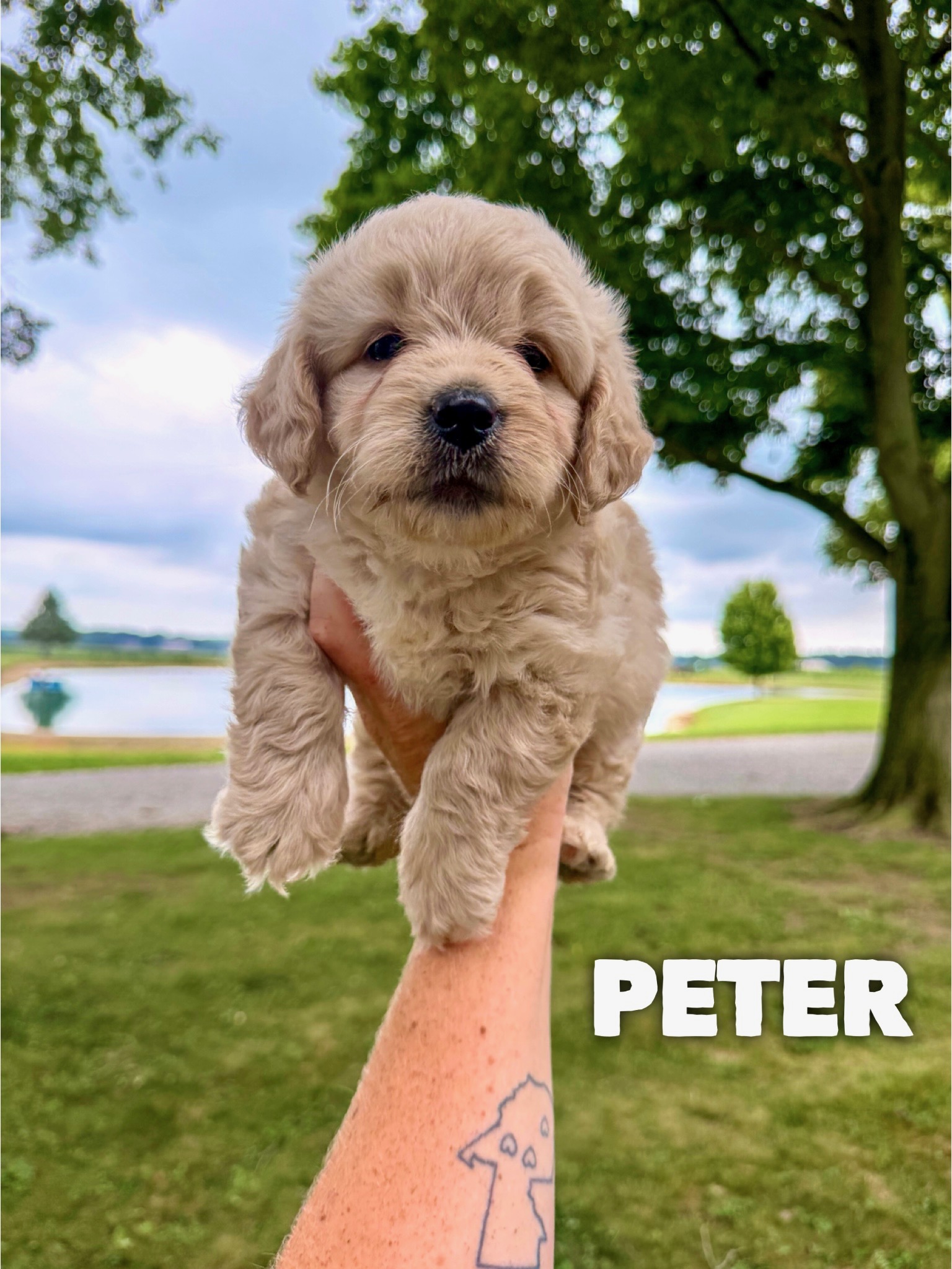 Peter 1